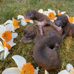 Cockapoo Puppies from Luvin Fur Babies