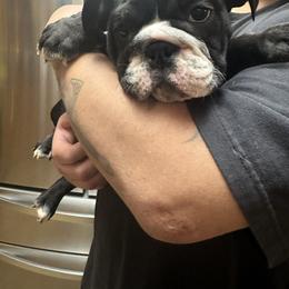 Wombat - Black tri-color female Bulldog puppy in Hastings, Minnesota from Spot On