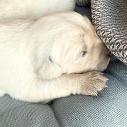 Astre - Light golden female Golden Retriever puppy in Watkins, Colorado from Brightside Goldens