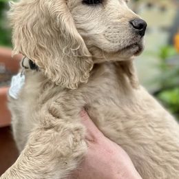 Companion Crosses from Robyn's Nest Mini Goldens