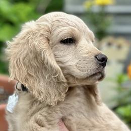 Companion Crosses from Robyn's Nest Mini Goldens