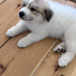 Great Pyrenees Puppies from McCarthy Ranchette LLC