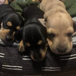 Rummi - Black and tan female Dachshund puppy in Yuma, Arizona from Desert dashies