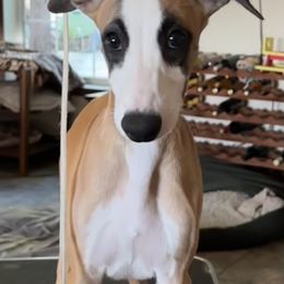 Mario - Red male Whippet puppy in Brooksville, Florida from Phasion Whippets Kimberly & Paul Norton Sr.