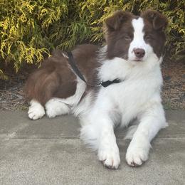 Morello - Red female Border Collie puppy in Dunn, North Carolina from Coylety Kennel