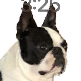 Tao - Boston Terrier