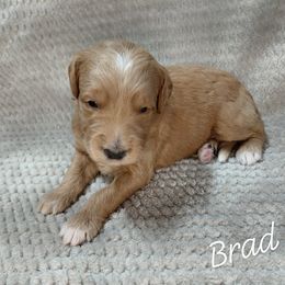 Brad - Apricot male Goldendoodle puppy in Eau Claire, Wisconsin from Fisher River Doodle's