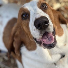 Daisy - Basset Hound