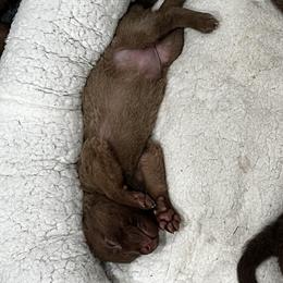 Pink with black - Brown female Chesapeake Bay Retriever puppy in Pisgah Forest, North Carolina from Whiskey Creek Chesapeakes