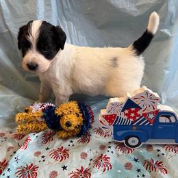 Matcha - White and black female Xoloitzcuintli puppy in Manitowoc, Wisconsin from Wonderland Kennel