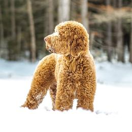 Murphy - Goldendoodle