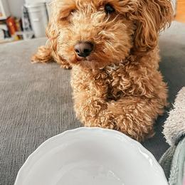 Bichon Frise and Cockapoo All Grown Up from The Perks of Pups