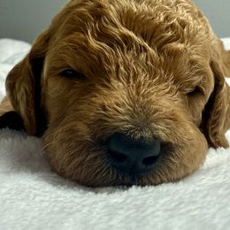 Biscuit (green) - Cream female Goldendoodle puppy in Lakeland, Florida from Standard Goldendoodle and Doodles