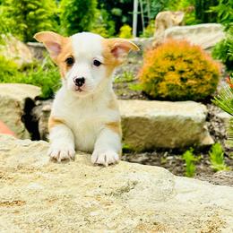 Dancer - Red female Pembroke Welsh Corgi puppy in Manchester, Kentucky from Riverside Corgis