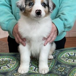 Australian Shepherd Puppies from Audacity Australian Shepherds