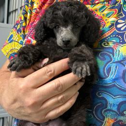 Taro - Silver male Poodle puppy in Marsing, Idaho from Araceli Toy Poodles