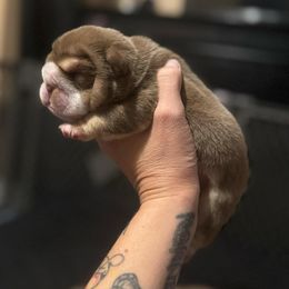 Girl 1 - Chocolate tri-color female Bulldog puppy in Bonney Lake, Washington from Sitka spruce bulldogs