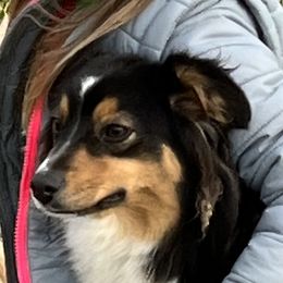 Macie - Miniature Australian Shepherd