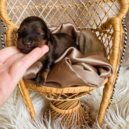 Dachshund Puppies from Itty Bitty Dachshunds