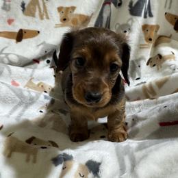 Girl 2 - Sable female Dachshund puppy in Andalusia, Alabama from Sweet Home Alabama Dachshunds