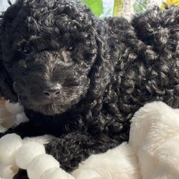 Babyboy - Black male Poodle puppy in Seminole, Oklahoma from TruPoodles, Oklahoma AKC Mini poodles