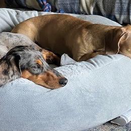 Dachshunds from Harrington Dachshunds