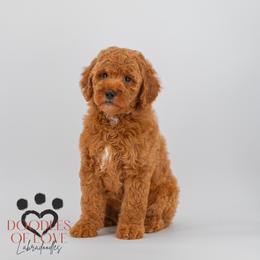 Maple - Red female Labradoodle puppy in Travelers Rest, South Carolina from Doodles of Love Labradoodles