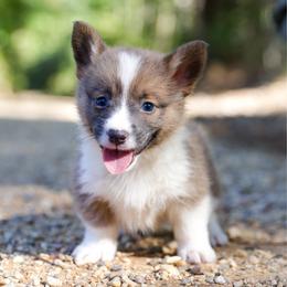 Flush - Sable female Pembroke Welsh Corgi puppy in Star City, Arkansas from Say When Corgi Co.
