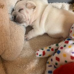 French Bulldog Puppies from Peche Mignon French Bulldogs