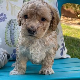 Maltipoo Puppies from Piper N Penny