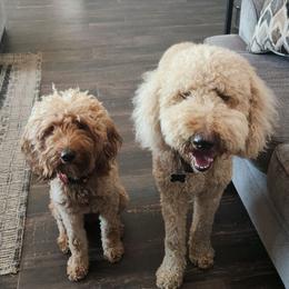 Goldendoodle puppies from Godley Doodles Of Texas