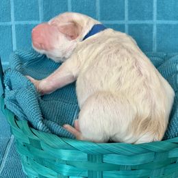 Aussiedoodle Puppies from Sunshine Aussiedoodles Idaho