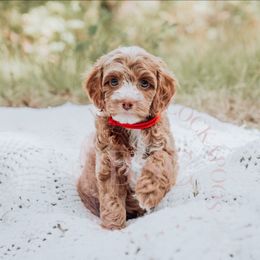 Red Girl - Golden female Cockapoo puppy in Missoula, Montana from Big Sky Cockapoos