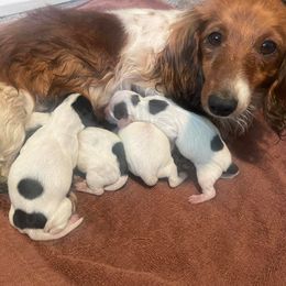 Dachshunds from The Dachshund Ranch