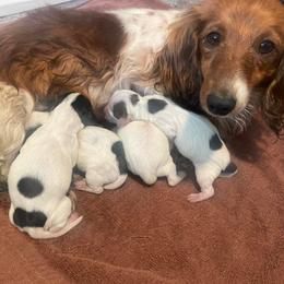Dachshunds from The Dachshund Ranch