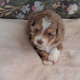 Girl 2 - Aussiedoodle puppy from Brittany's Brats