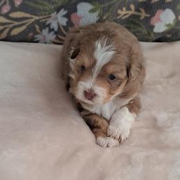 Girl 2 - Aussiedoodle puppy from Brittany's Brats