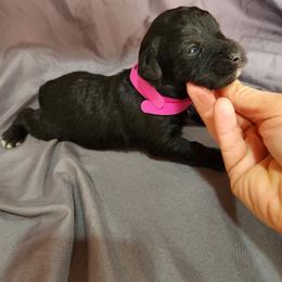 Dark Pink Female - Black and white female Schnoodle puppy in Lehi, Utah from KK Schnauzers