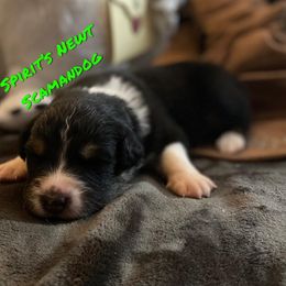 Australian Shepherd Puppies from Spirited Aussies