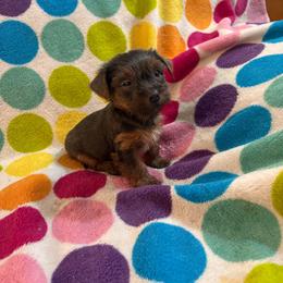 Belle - Blue and gold female Yorkshire Terrier puppy in Redford Township, Michigan from Childress Yorkies