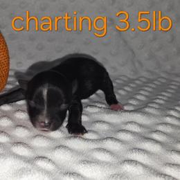 Pluto - Parti male Yorkshire Terrier puppy in Lakeland, Florida from You Me & The Yorkies