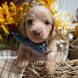 Birch - Red male Dachshund puppy in Fayetteville, West Virginia from Loop Creek Dachshunds
