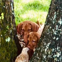 Vizsla Puppies from 5Starr Vizsla