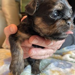 Brussels Griffon Puppies from Shelly's Brussels Griffons