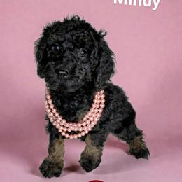 Mindy - Black female Cavapoo puppy in Eau Claire, Wisconsin from Fisher River Doodle's