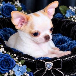 Jagster - Fawn and white male Chihuahua puppy in Tremonten, Utah from Qu-Te's Chihuahuas