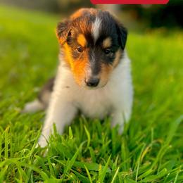 Flare - Black white and tan female Collie puppy in Waterville, Iowa from Lisa’s Lassies
