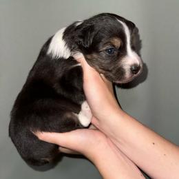Mermaid - Black tri-color female Australian Shepherd puppy in Weeki Wachee, Florida from Ace of Spades Australian Shepherds
