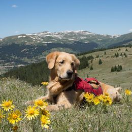 Golden Retriever All Grown Up from Lookout Golden Retrievers
