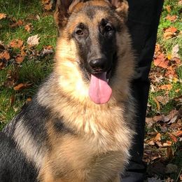 German Shepherd All Grown Up from S’Brie’s German Shepherd Dogs